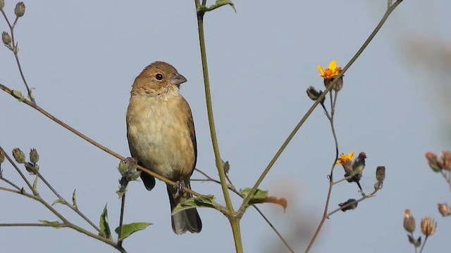 Indigo Bunting - ML648082430