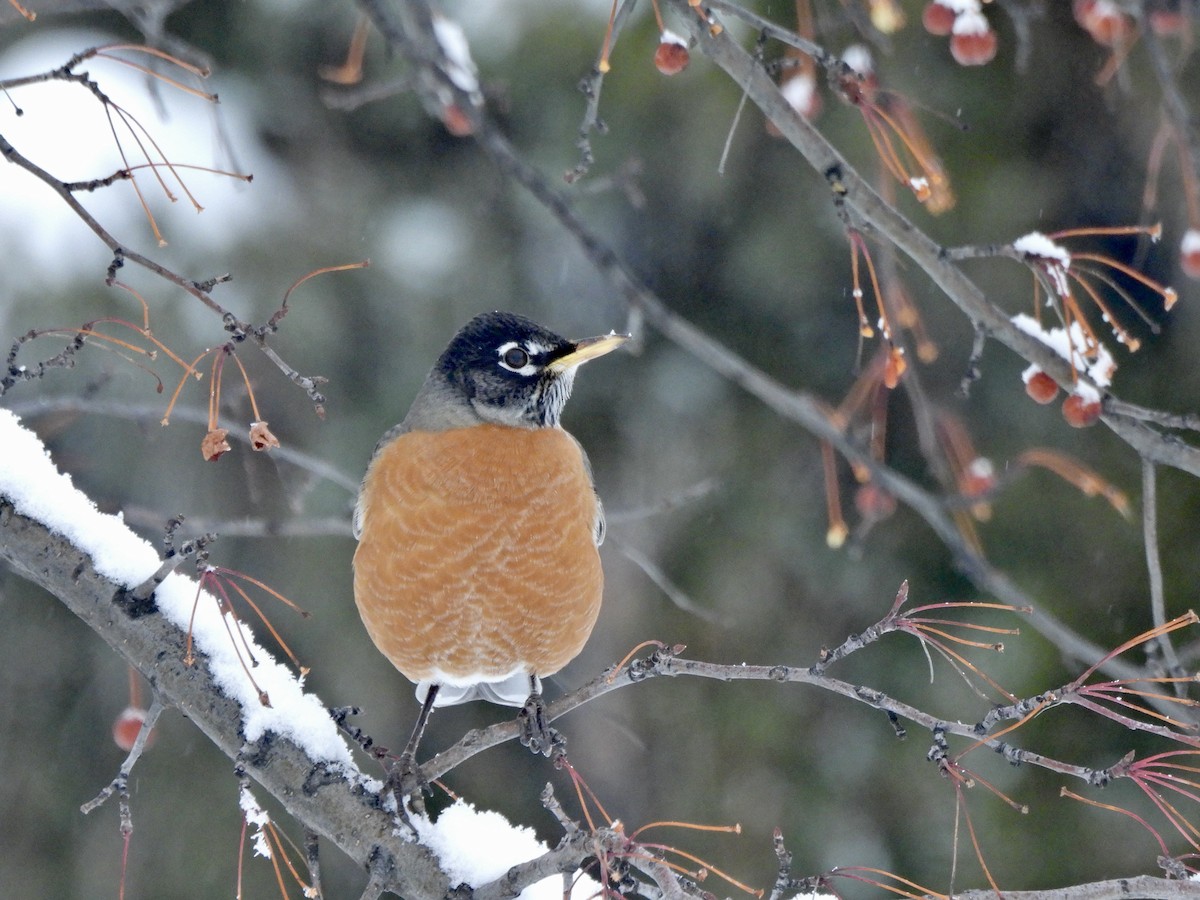 Göçmen Ardıç - ML648082446