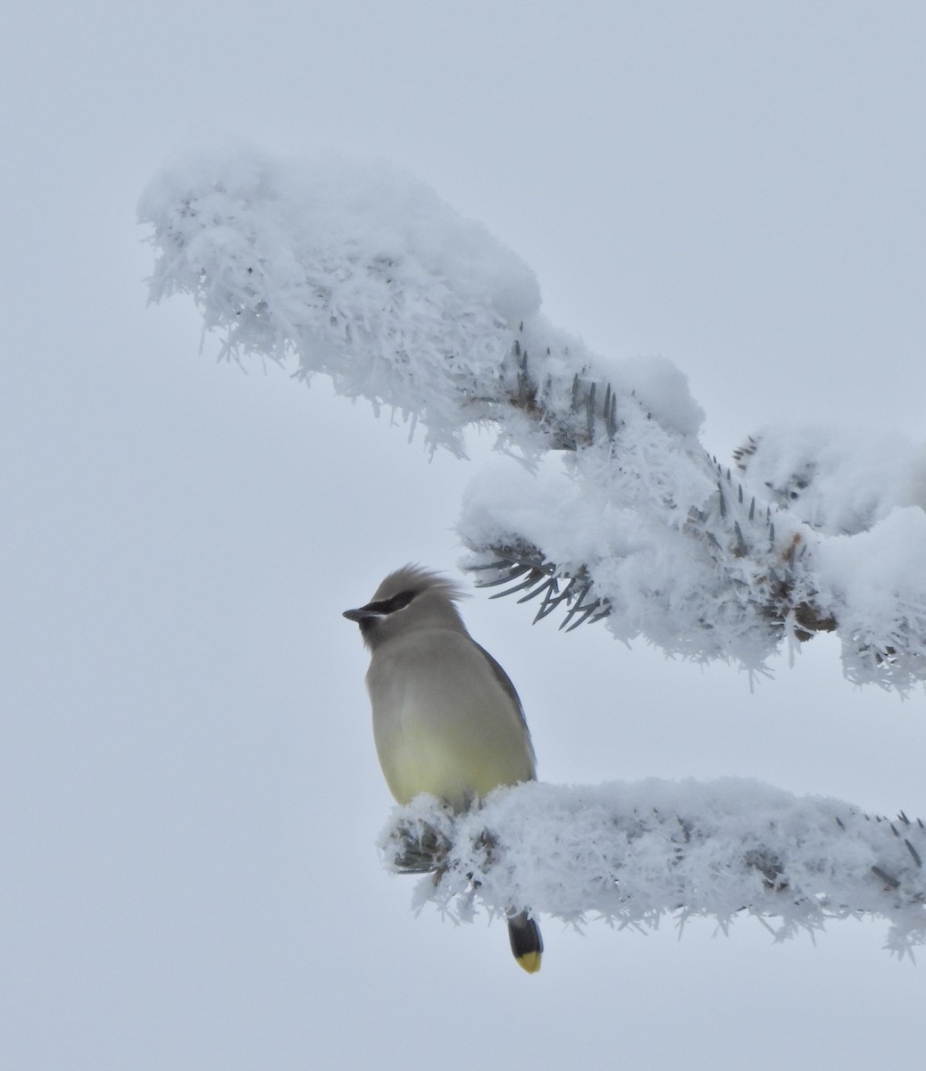 Sedir İpekkuyruğu - ML648082457