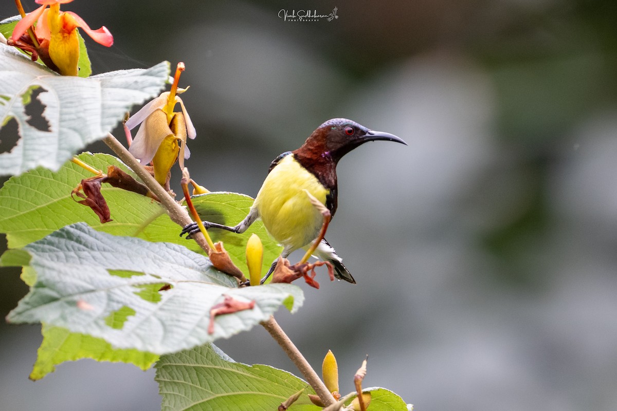 Mor Sokumlu Nektarkuşu - ML648082561