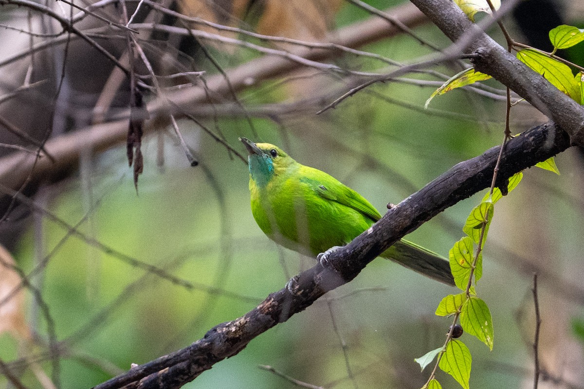 Jerdon Yaprakkuşu - ML648082606