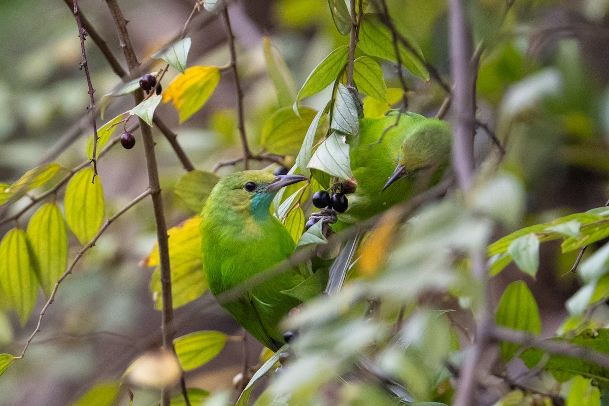 Jerdon Yaprakkuşu - ML648082607