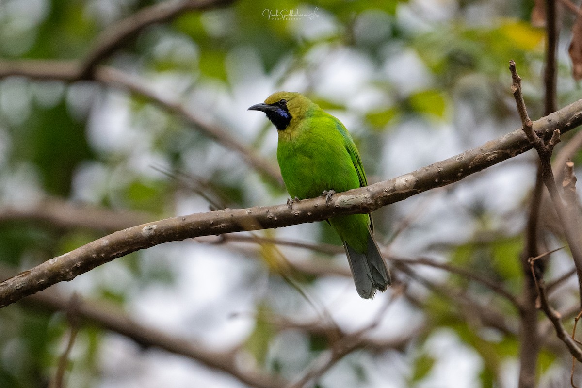 Jerdon Yaprakkuşu - ML648082609