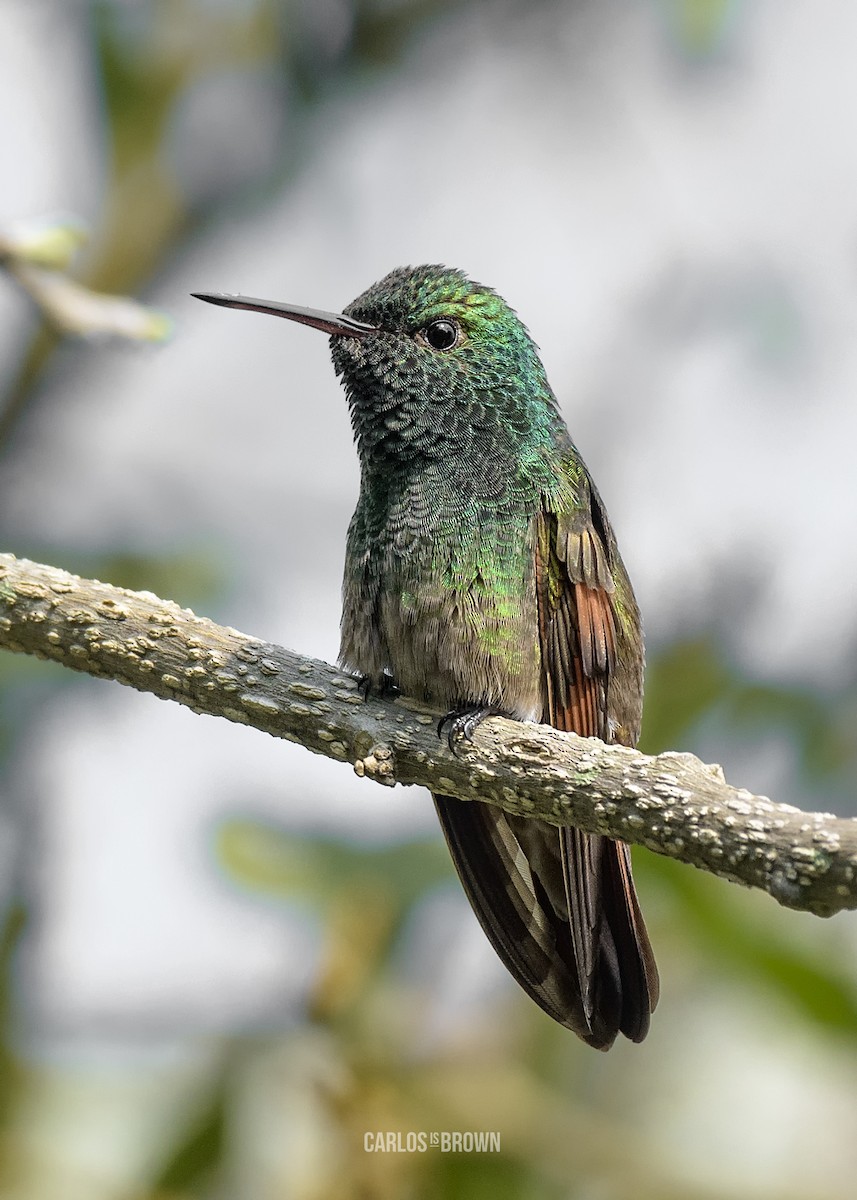 Berylline Hummingbird - Carlos García