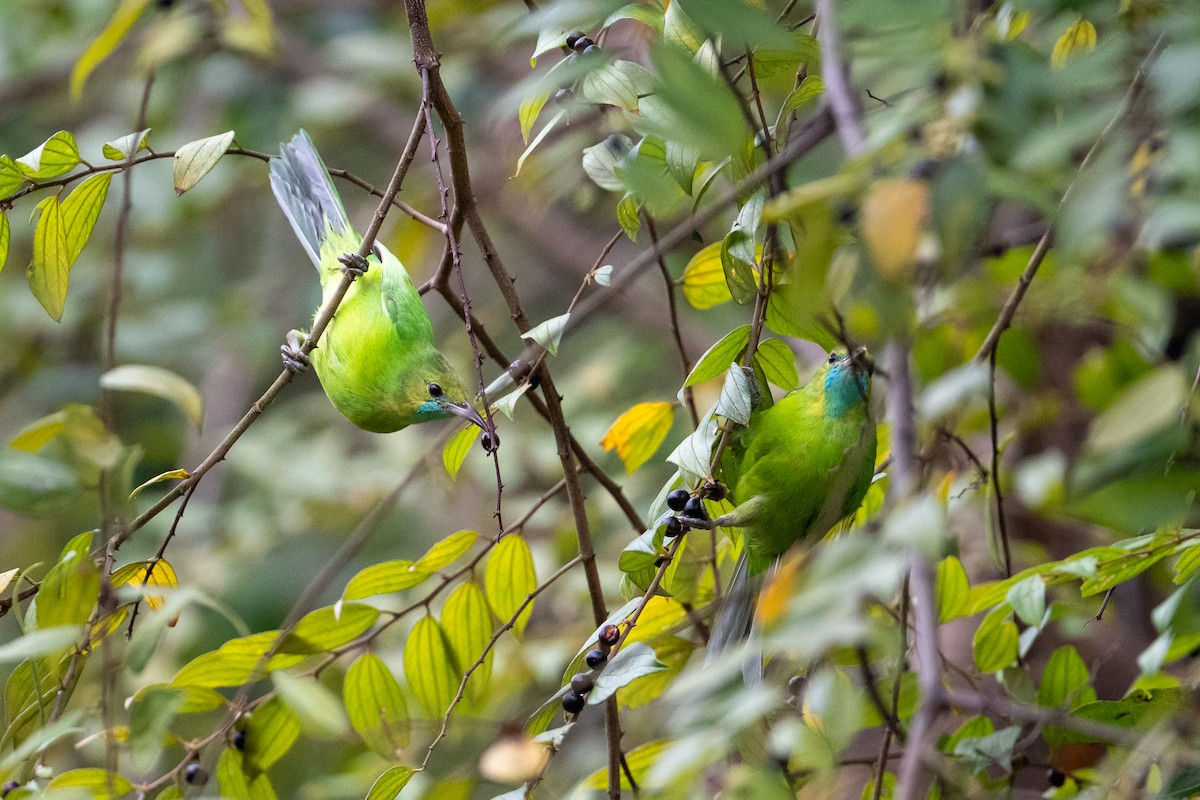 Jerdon Yaprakkuşu - ML648082610