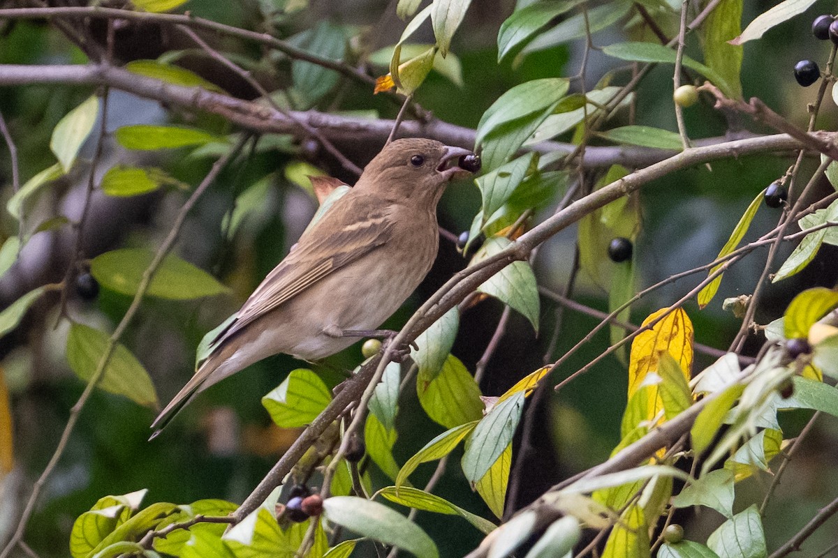 Çütre - ML648082677