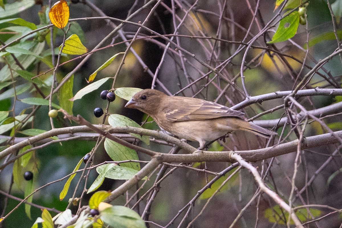 Çütre - ML648082678