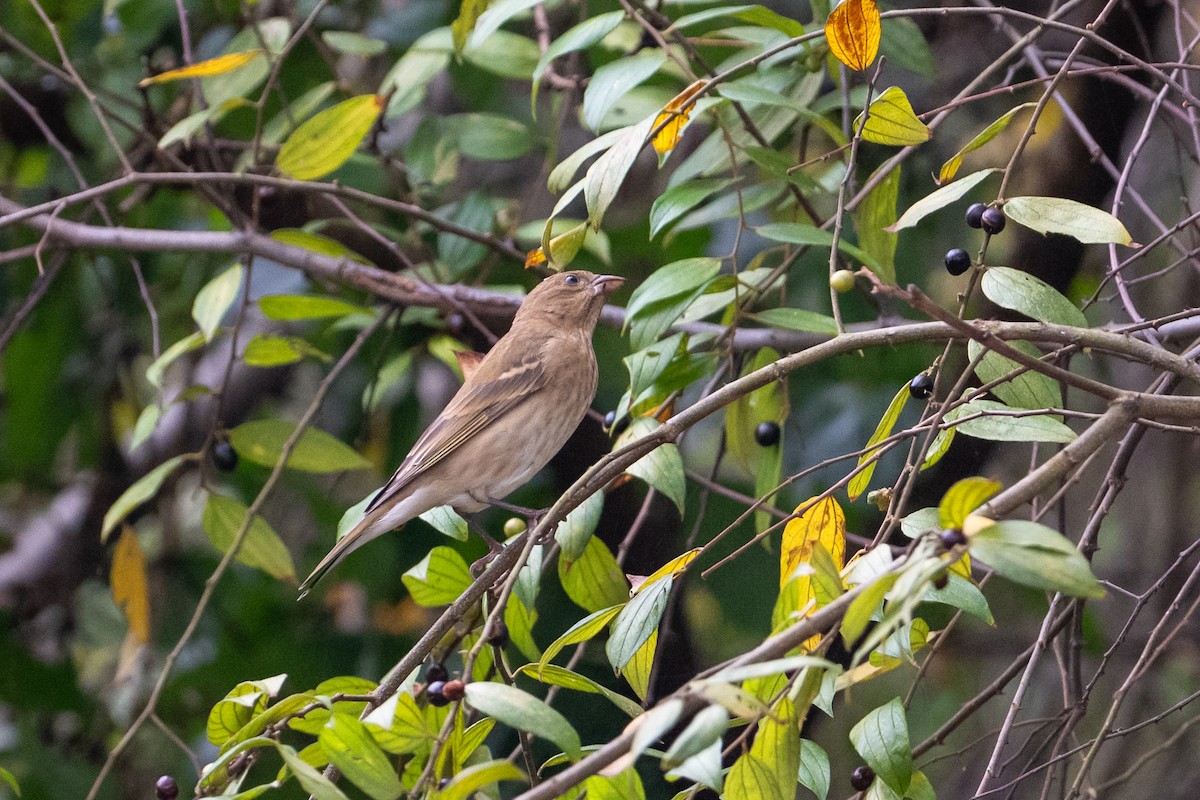 Çütre - ML648082680