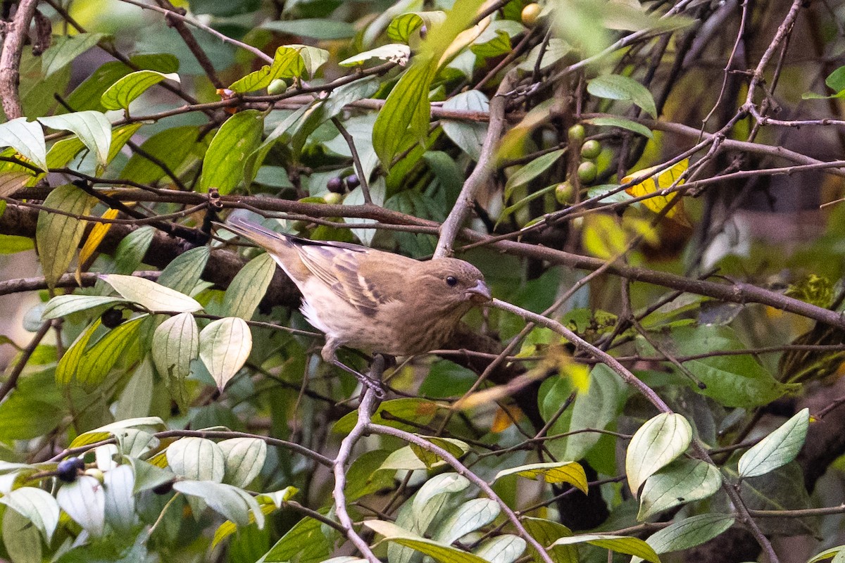 Çütre - ML648082681