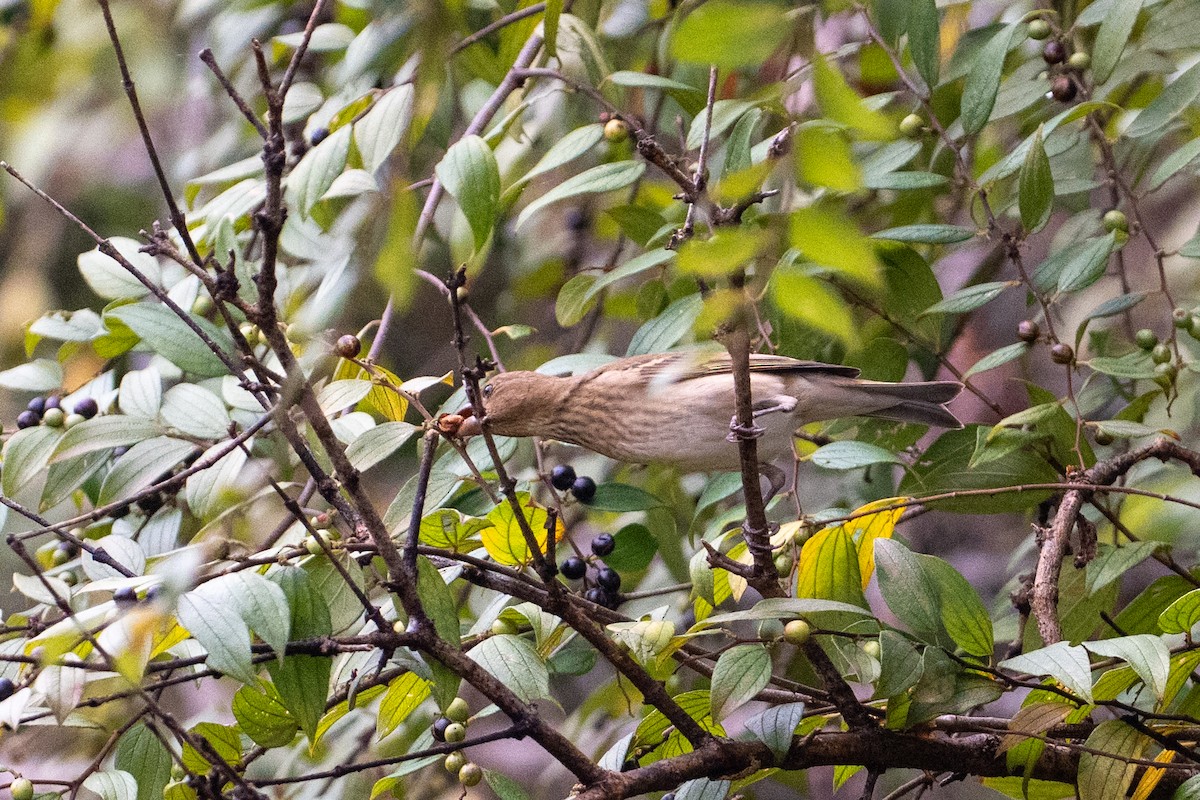 Çütre - ML648082682