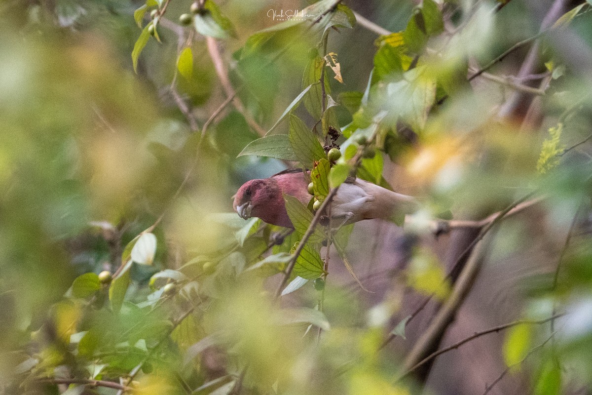 Çütre - ML648082683