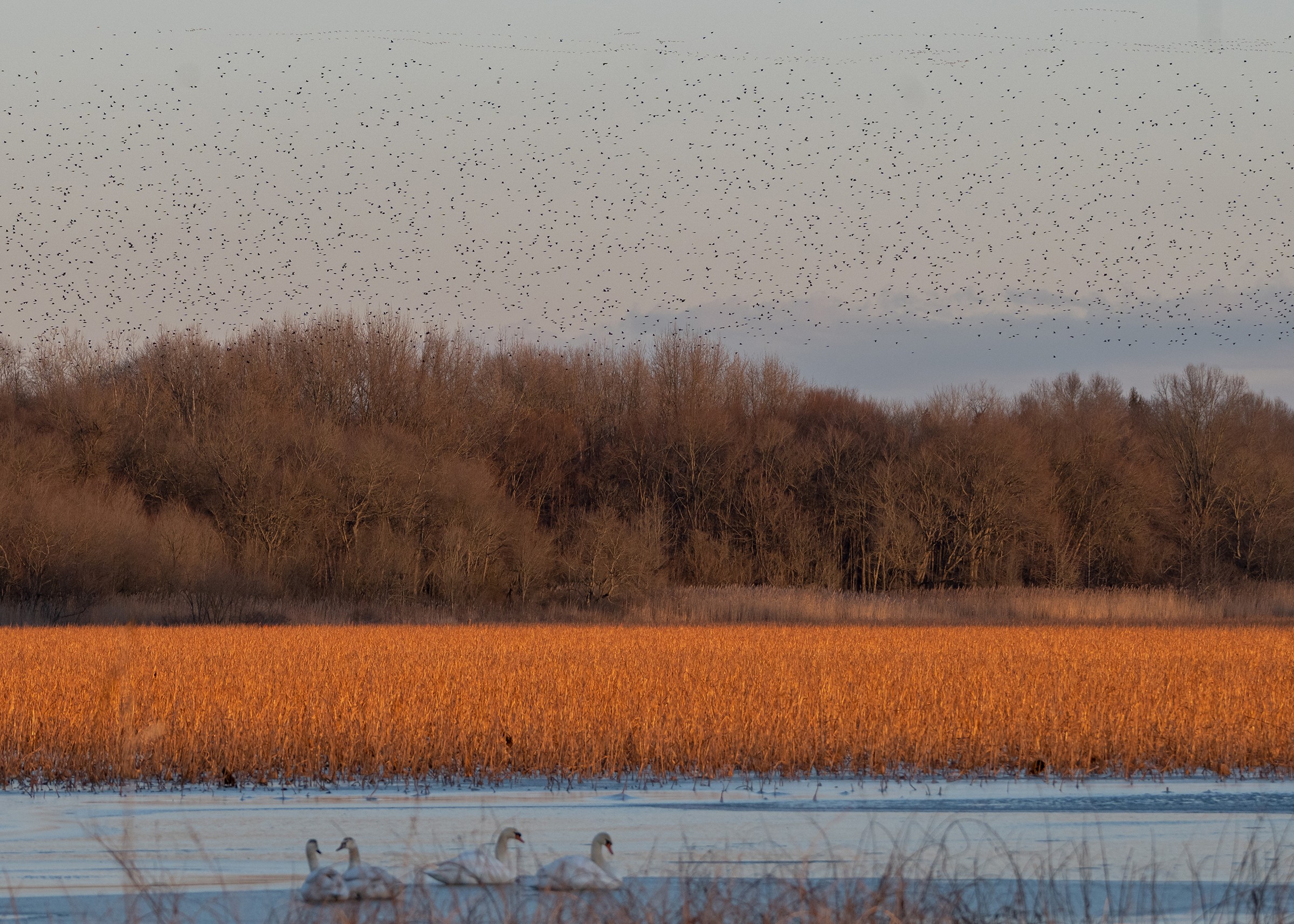 Mannington Marsh--Sunset Dr Bridge - Salem, New Jersey, US - Birding ...