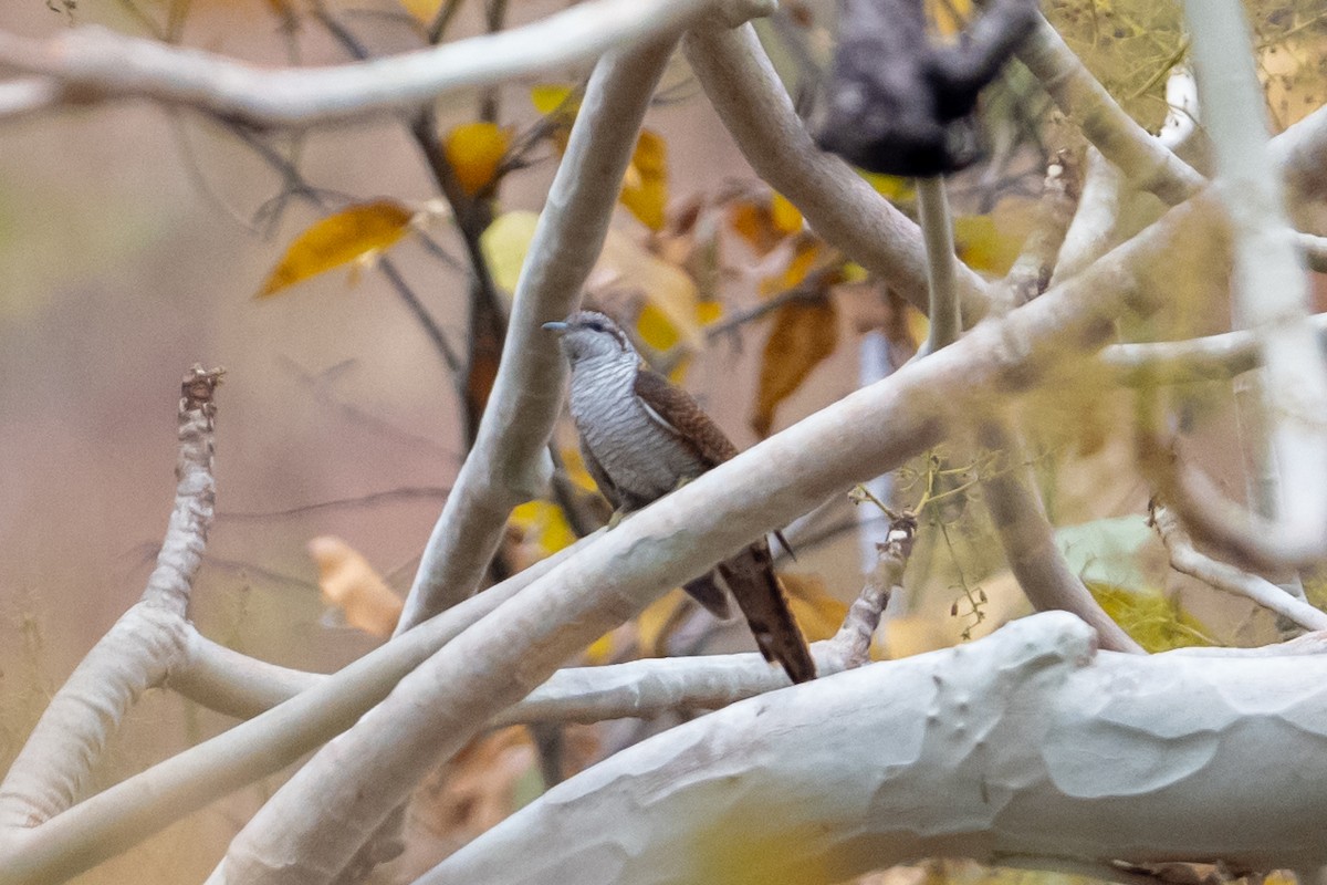 Sonnerat Guguğu - ML648082850