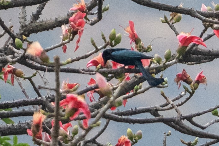 Telli Drongo - ML648082867