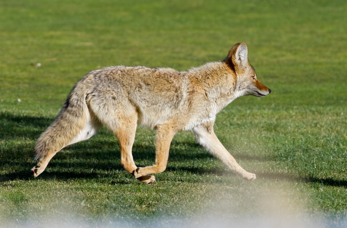 Животные - ML648082873