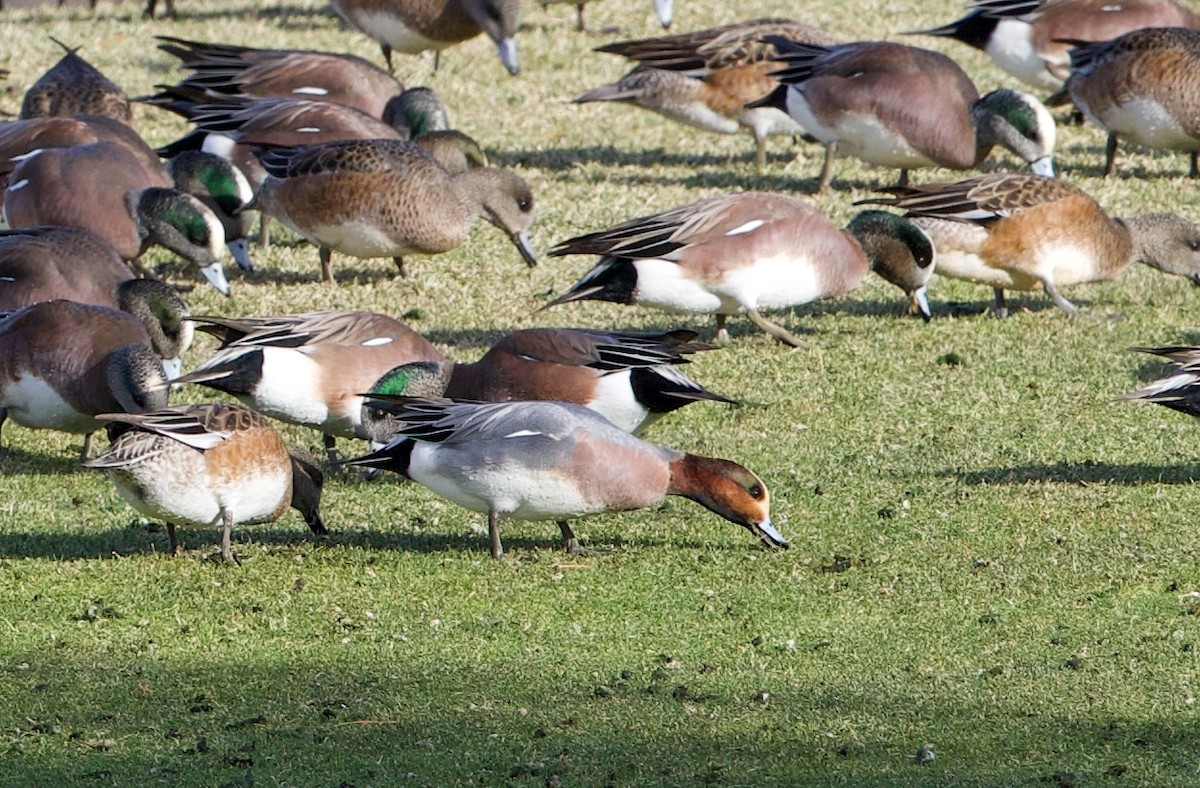 Свиязь - ML648082889