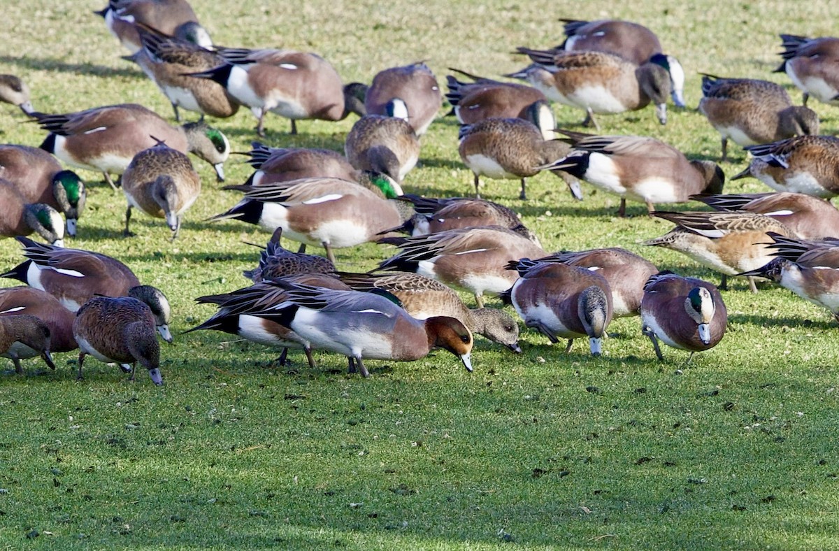 Свиязь - ML648082890
