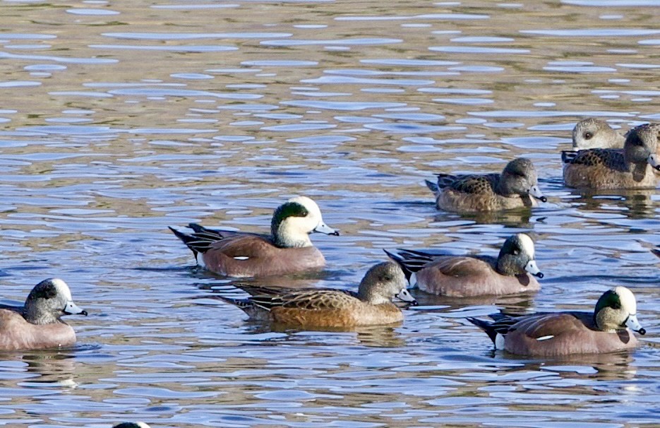 Американская свиязь - ML648082897