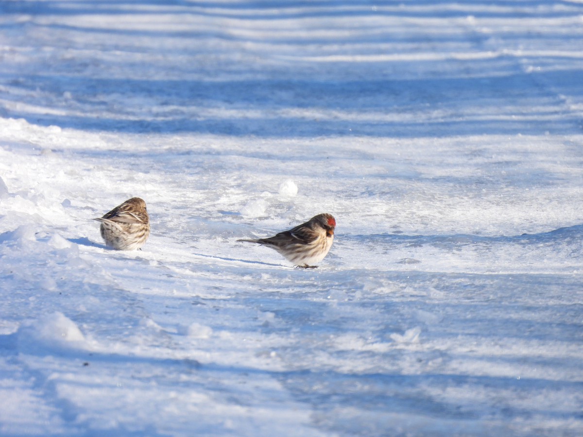 gråsisik - ML648084552