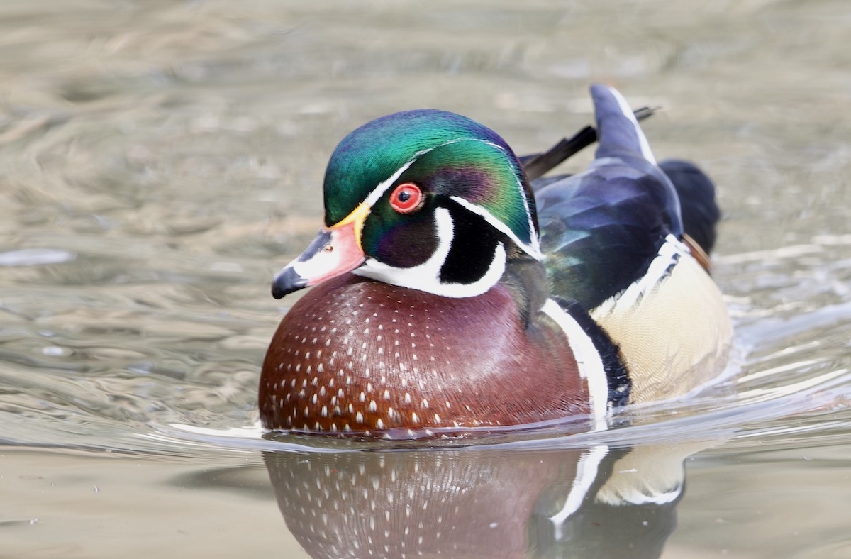 Каролинская утка - ML648084773