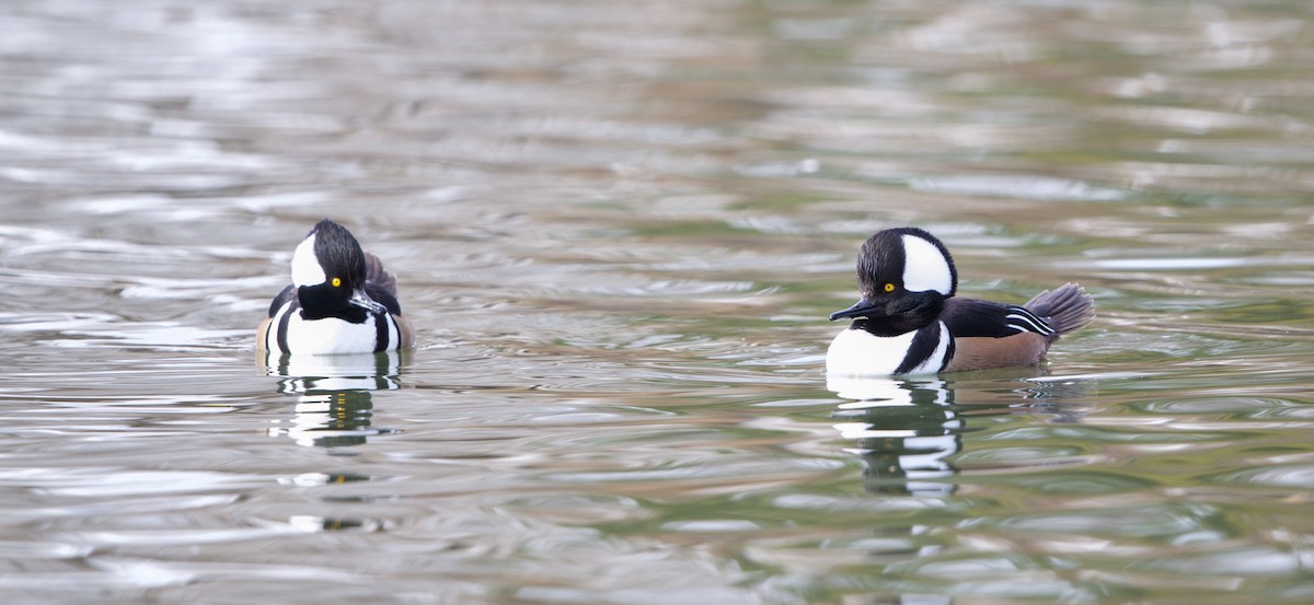 Капюшоновый крохаль - ML648084797