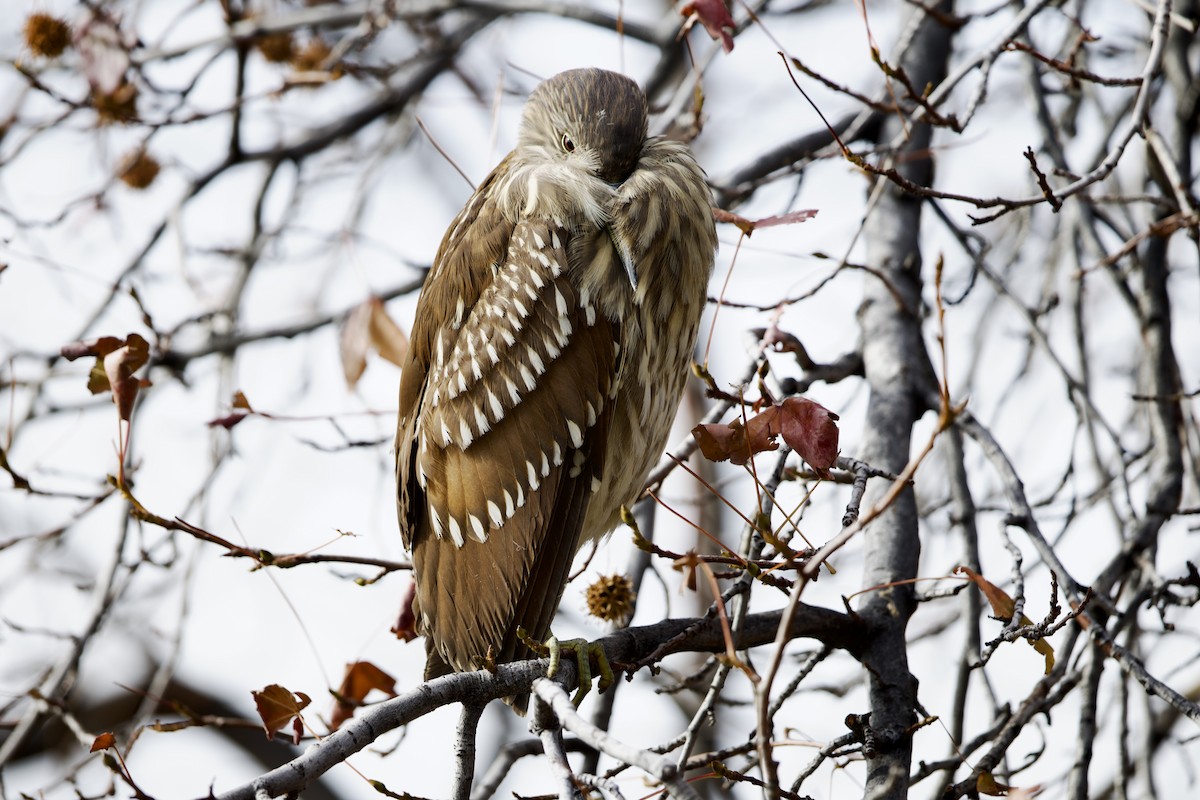 Кваква - ML648084841