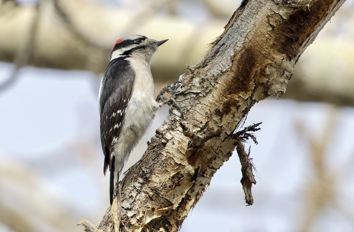 Пушистый дятел - ML648084891