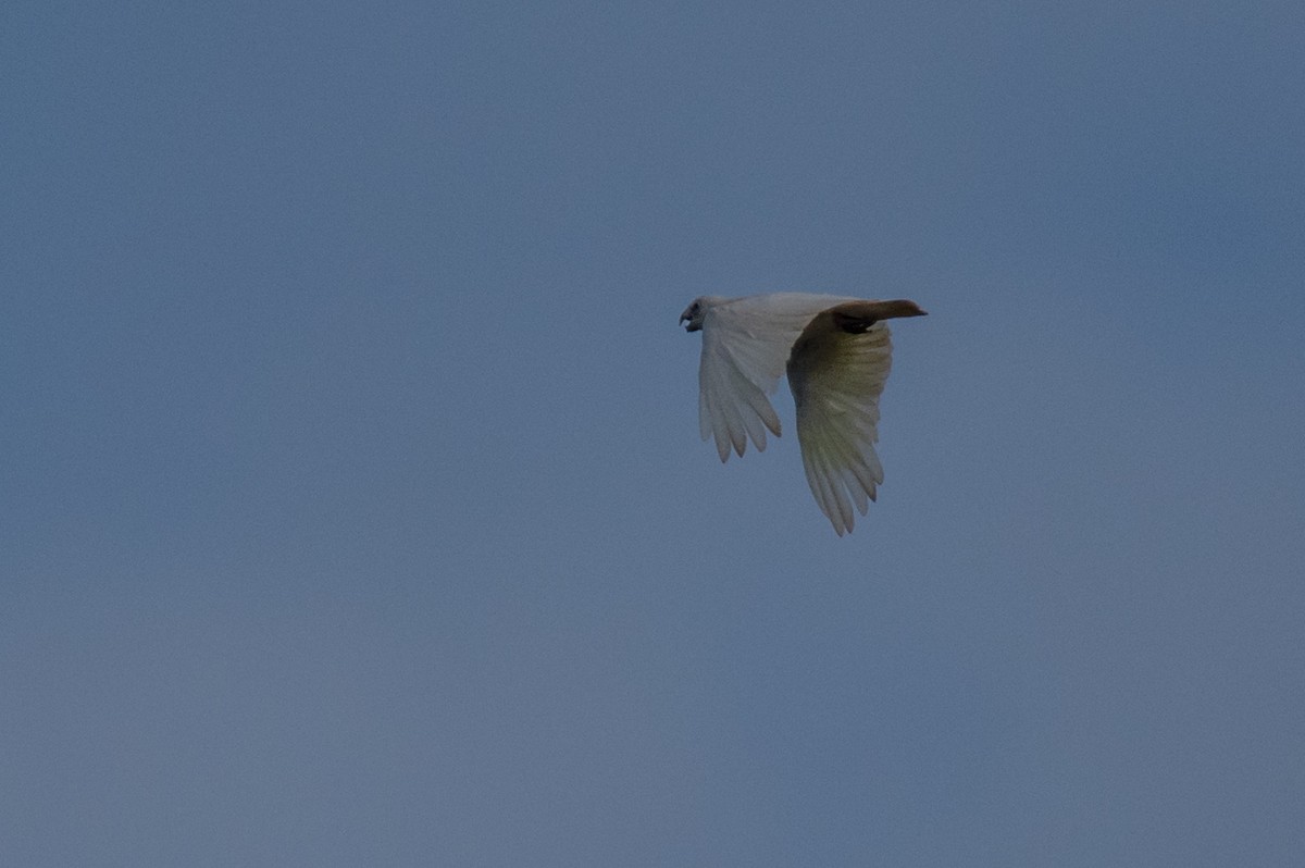 Little Corella - ML64808491