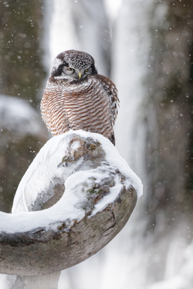 Northern Hawk Owl - ML648085214