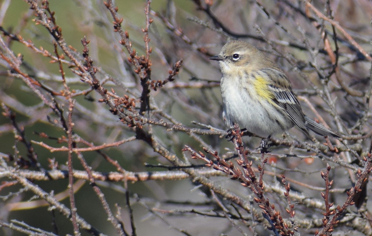 Reinita Coronada (Coronada) - ML648085805