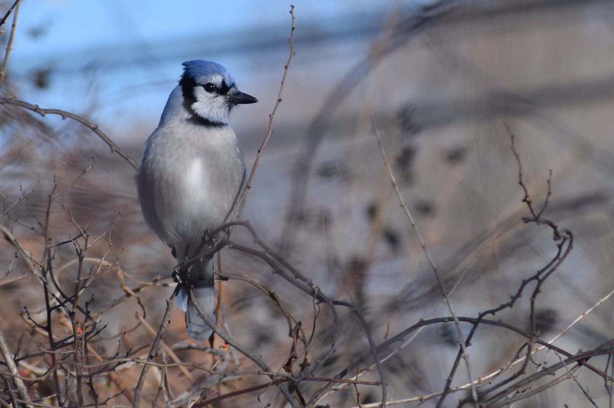 Chara Azul - ML648085823