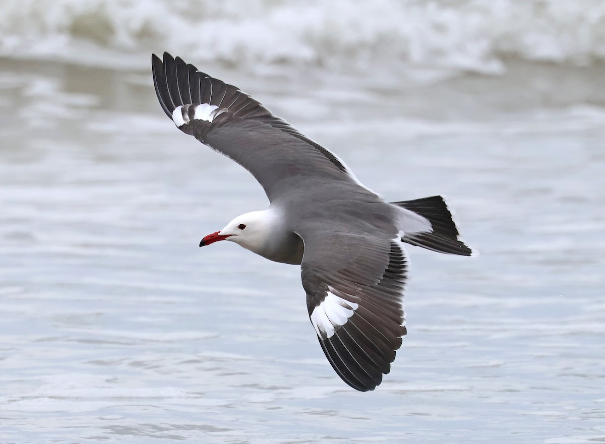 Heermann's Gull - ML648085912