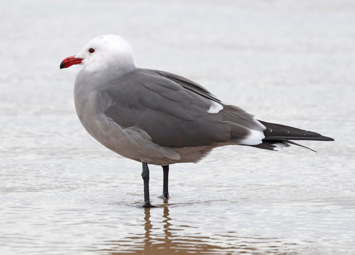 Heermann's Gull - ML648085913
