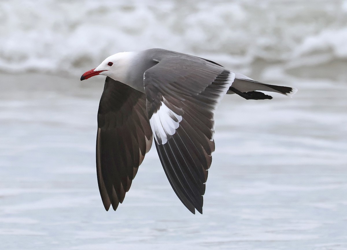 Heermann's Gull - ML648085914
