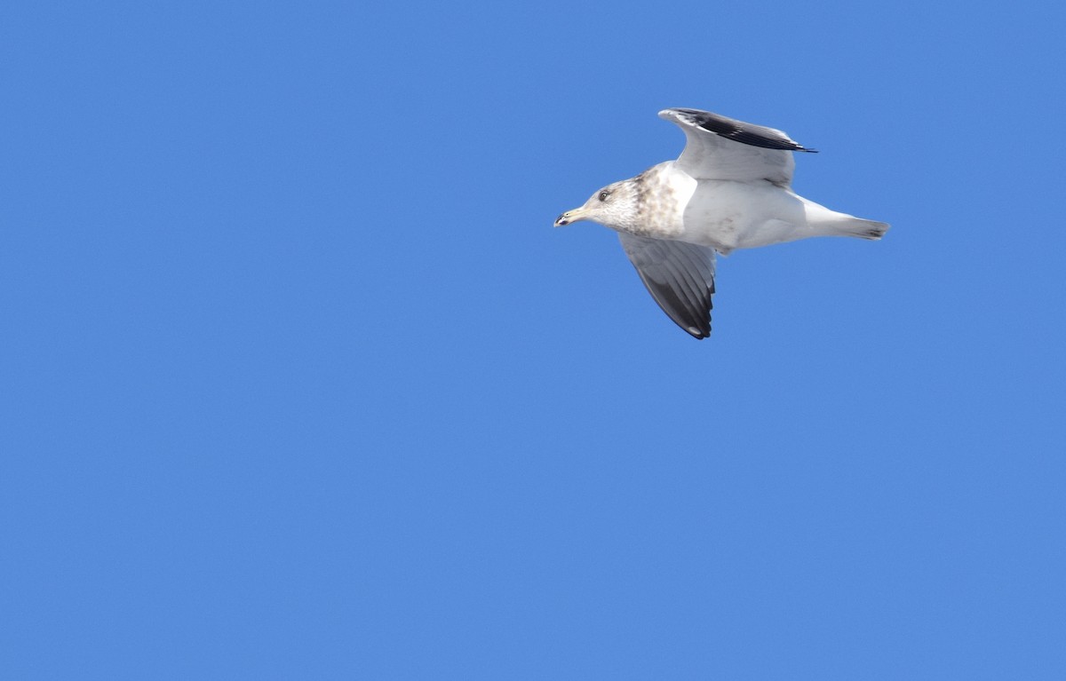 Gaviota Argéntea Americana - ML648087507
