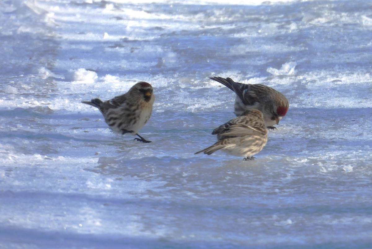 gråsisik - ML648087879