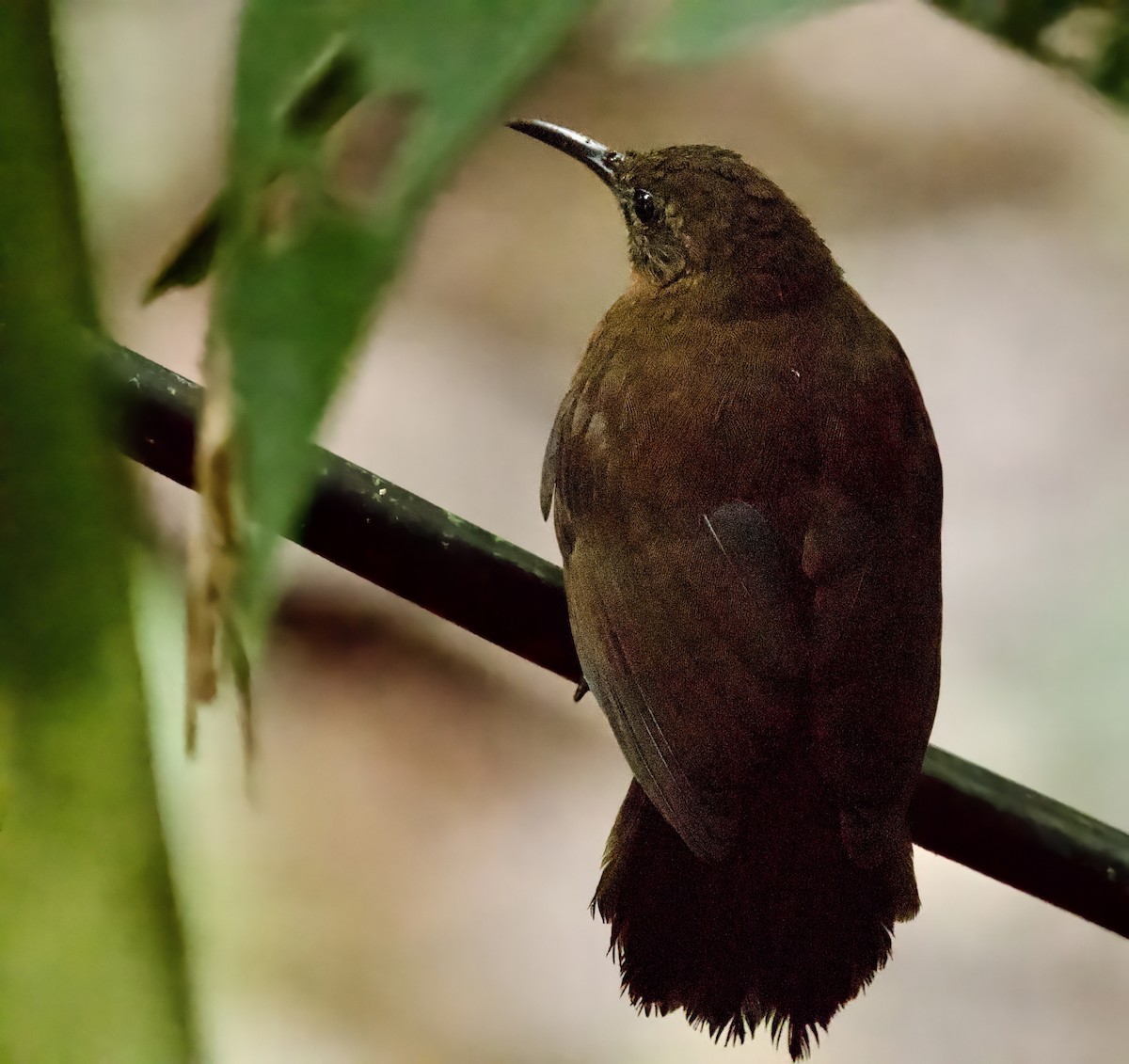 langnebbløvvender - ML648088410