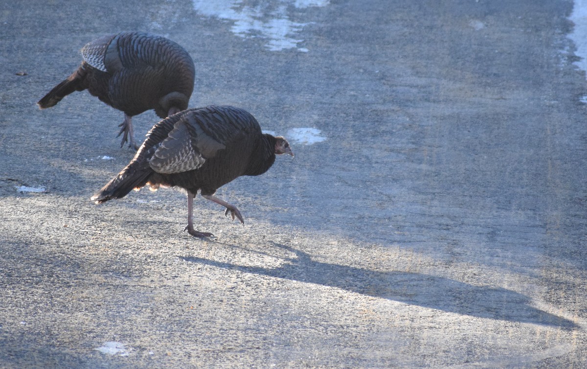 Guajolote Gallipavo - ML648089131