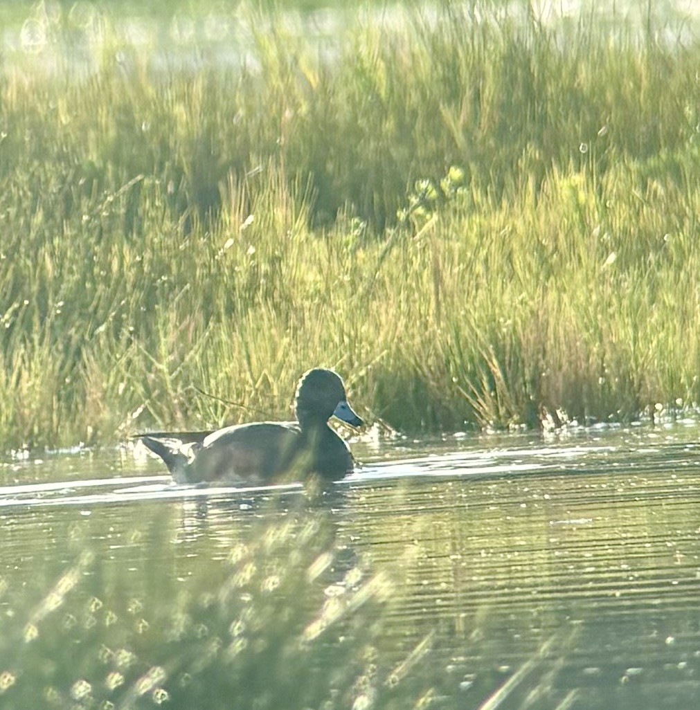 Eurasian Wigeon - ML648089642