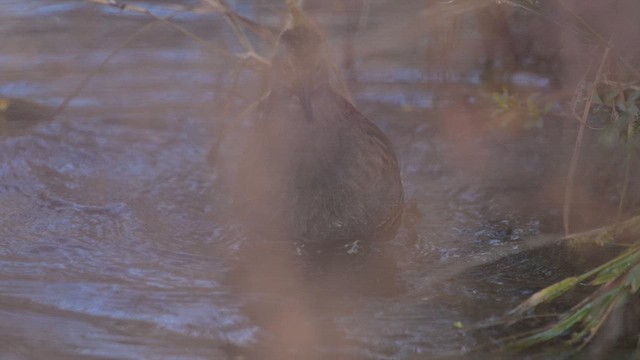 Brown-cheeked Rail - ML648090262