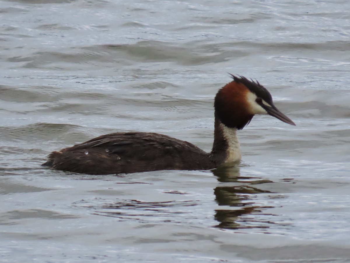 冠鸊鷉 - ML648091453