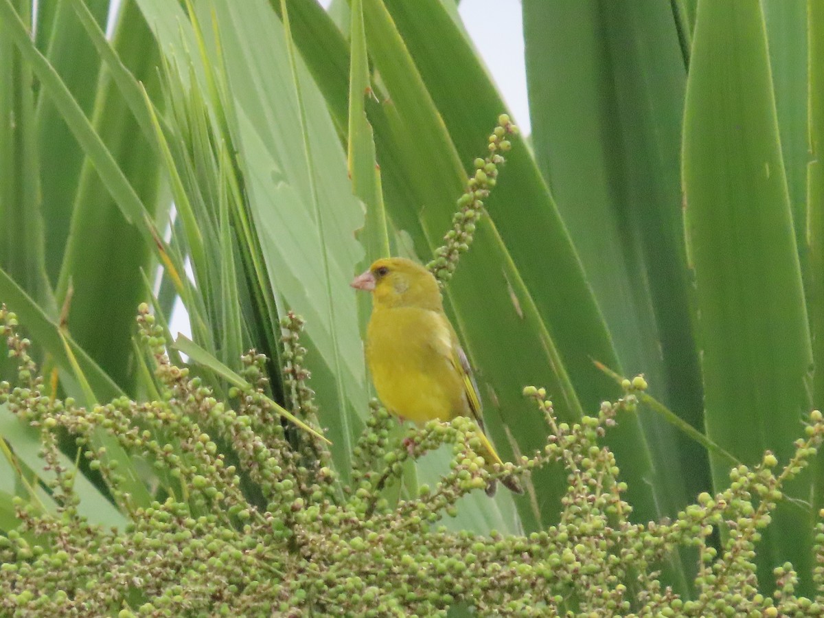 European Greenfinch - ML648091476