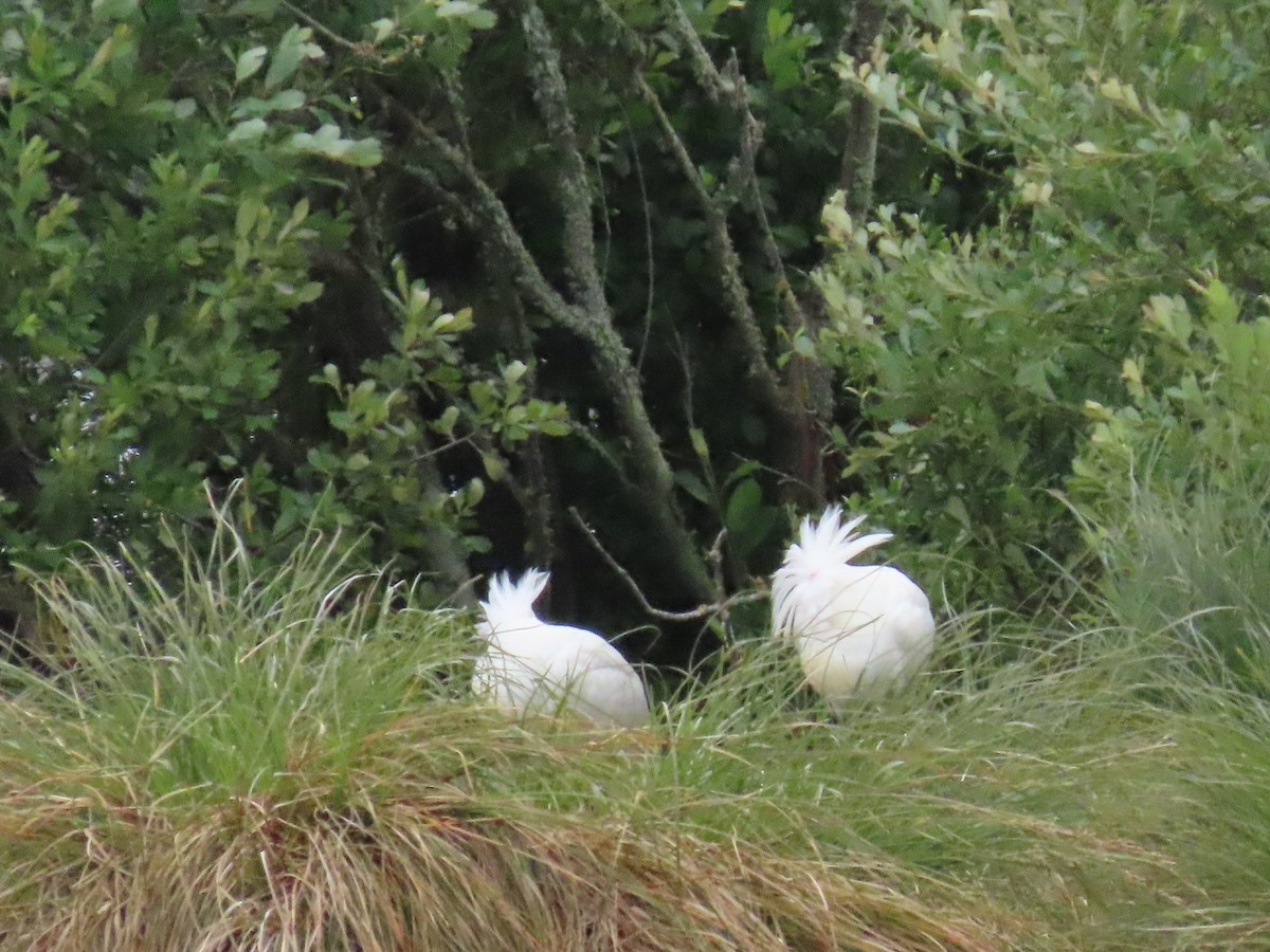 Royal Spoonbill - ML648091522