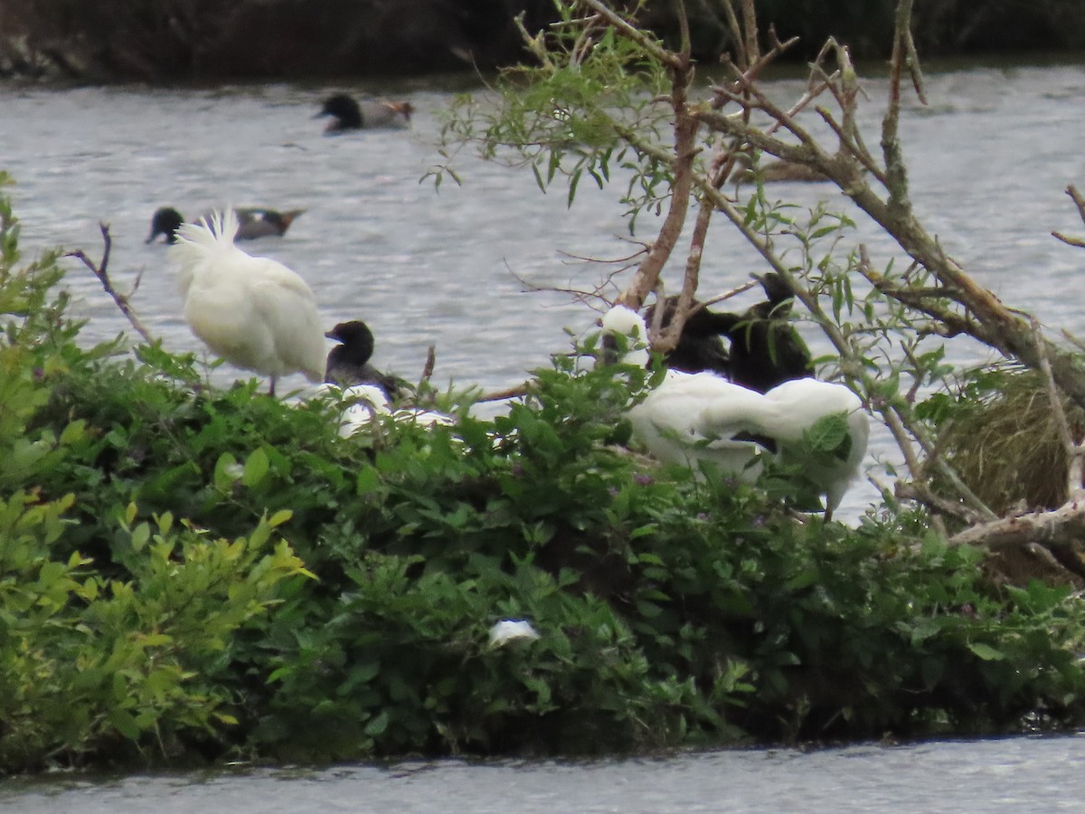 Royal Spoonbill - ML648091523