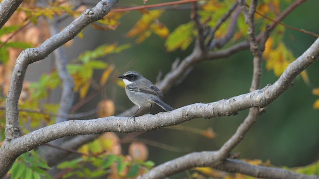 Gray Bushchat - ML648091570