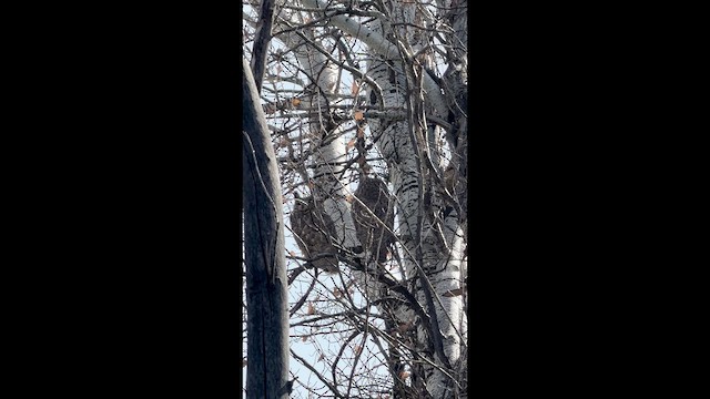 Great Horned Owl - ML648092146