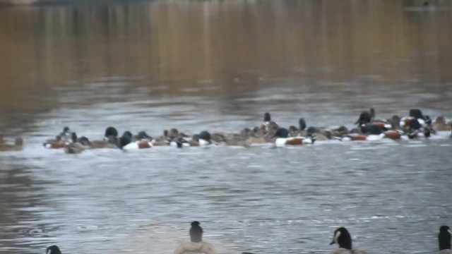 skjeand - ML648092664