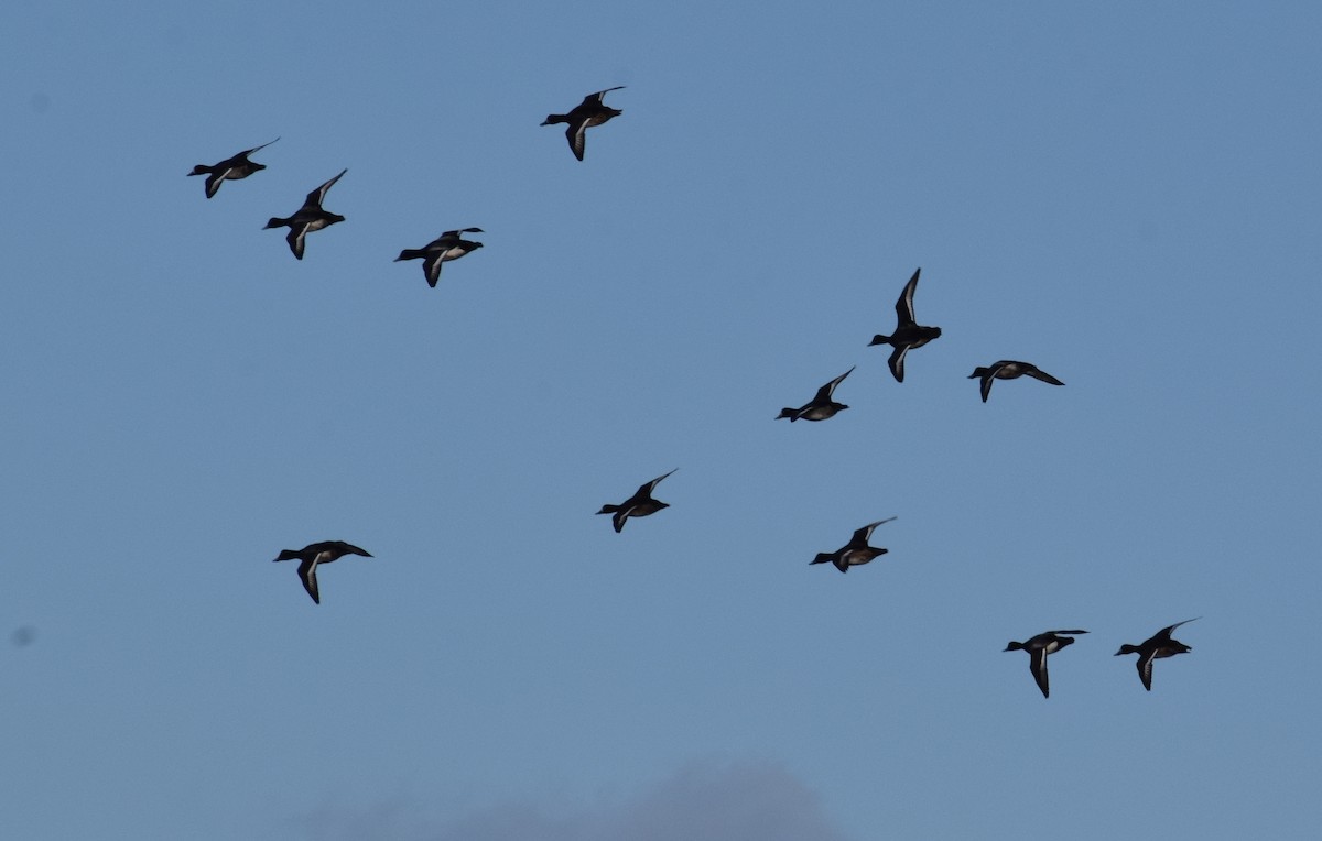 Porrón Bastardo - ML648092678