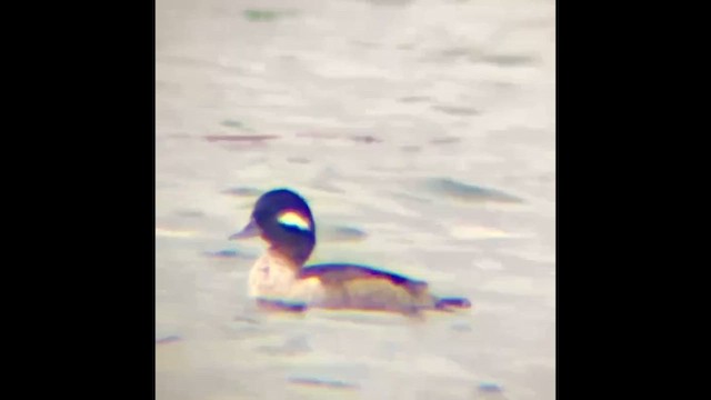 ヒメハジロ - ML648092697