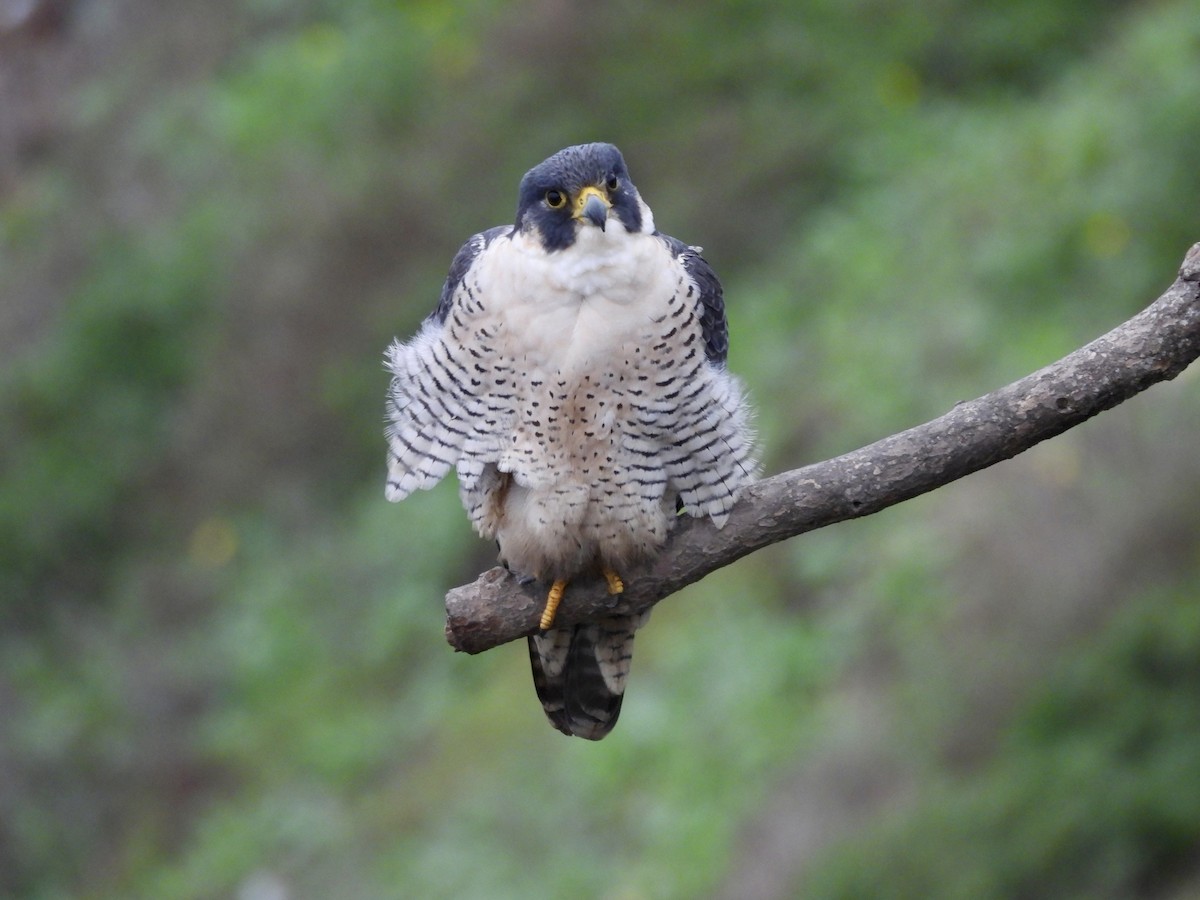 遊隼 - ML648093305